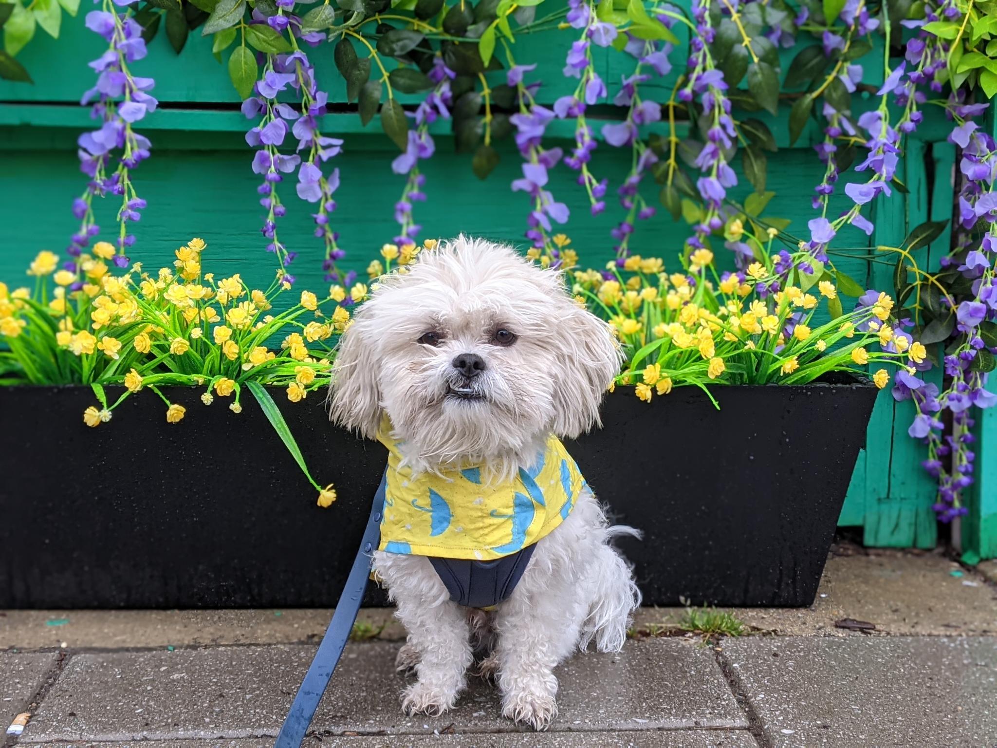 Dog looking ridiculously cute