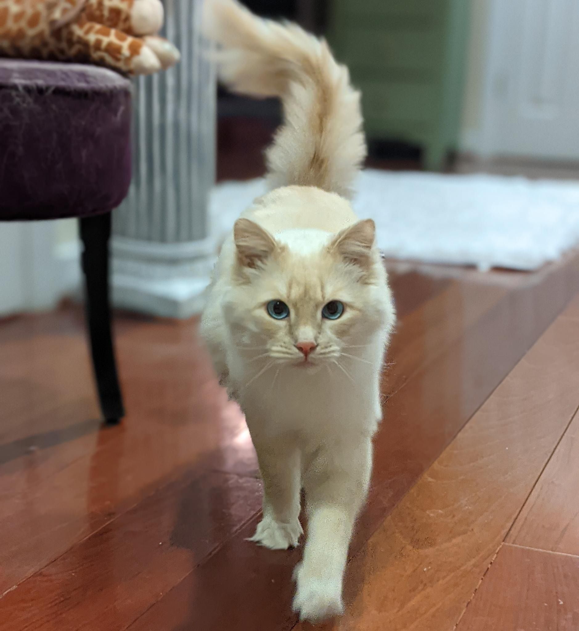 Purrseus the cat coming for more love